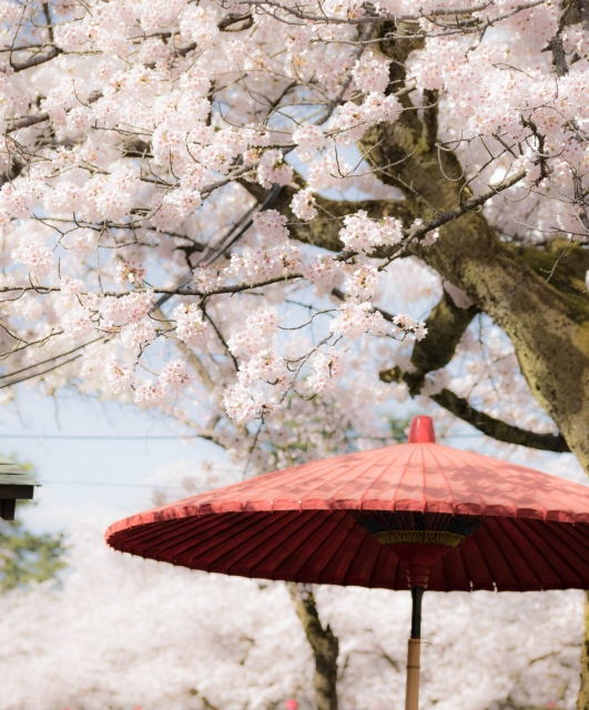 桜の花の画像