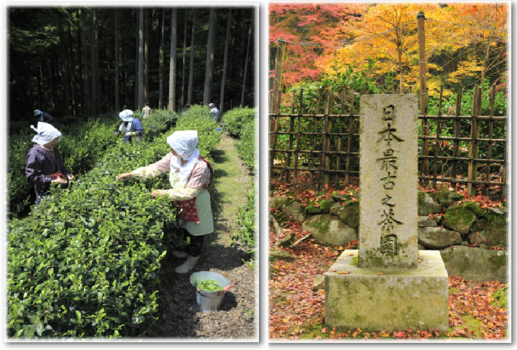 高山寺の日本最古の茶園の画像