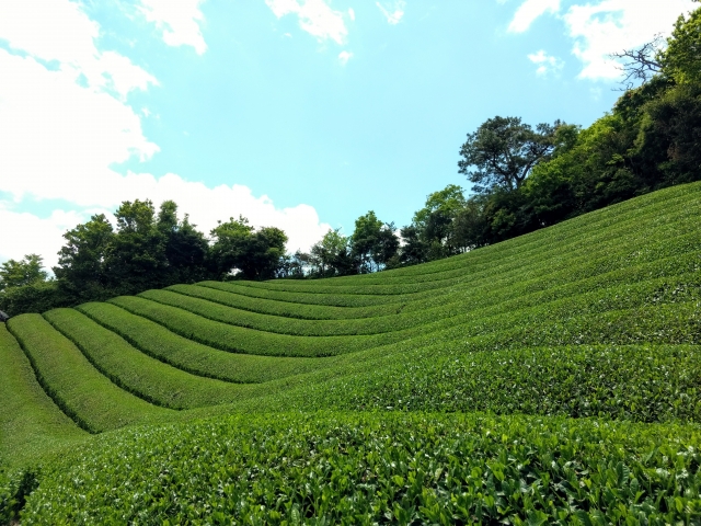 京都宇治の茶畑の画像