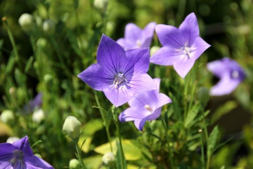 桔梗の花の画像