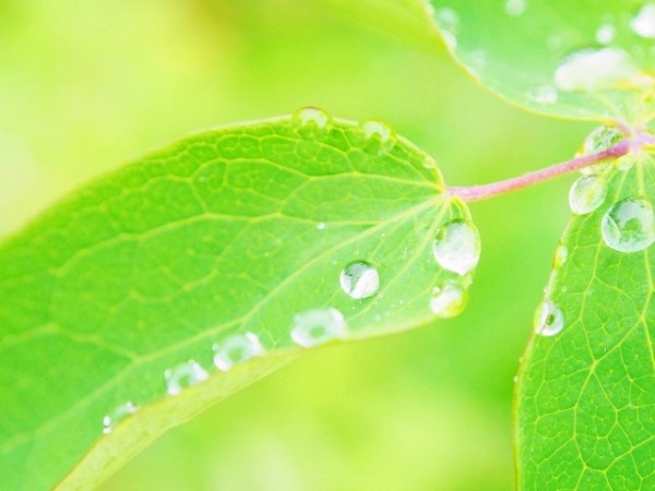 雨水と若葉の画像